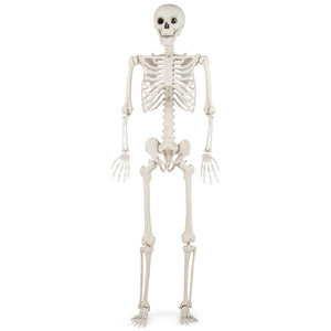 5.4 FT Halloween Skeleton Decoration Life Size Large Skeleton — view 3